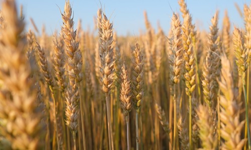 达菲奥司他韦和其他奥司他韦区别-达菲奥司他韦饭前还是饭后吃、达菲奥司他韦和其他奥司他韦区别 -达菲奥司他韦 禁忌网